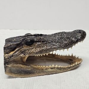 Alligator Gator Taxidermy Head Croco Cabin Hunting Lodge Table Decor